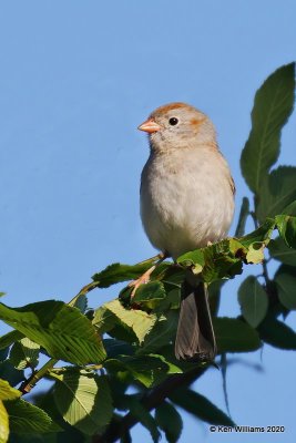Field Sparrow, Cherokee Co, OK, 5-19-20, Jps_57106.jpg