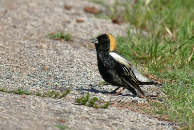 Bobolink, Tulsa Co, OK, 5-8-20, Jps_54834.jpg