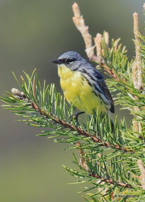 Warblers