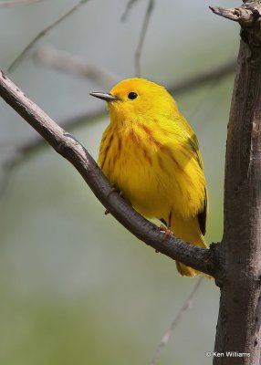 Yellow Warbler, Mcgee Marsh, OH, 5-14-13, Js_32181.jpg