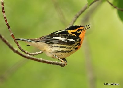 : Blackburnian Warbler :