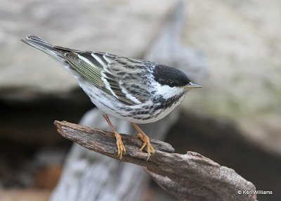 : Blackpoll Warbler :
