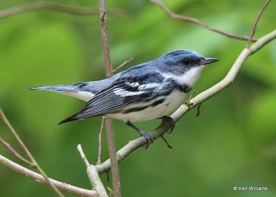 : Cerulean Warbler :