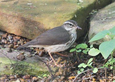 : Louisiana Waterthrush :