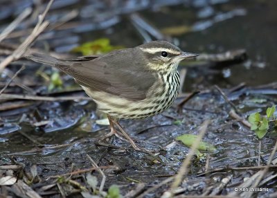 : Northern Waterthrush :