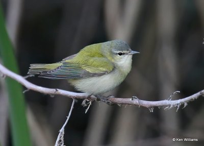 : Tennessee Warbler :