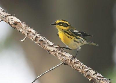 : Townsend's Warbler :