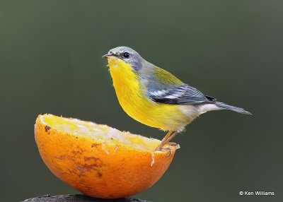: Tropical Parula :