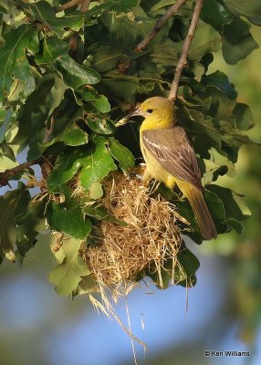 Orchard Oriole female feeding young at nest, Ft Gibson Lake, OK, 6-25-20, Jps_57705.jpg