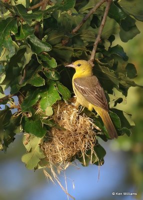 Orchard Oriole female feeding young at nest, Ft Gibson Lake, OK, 6-25-20, Jps_57706.jpg