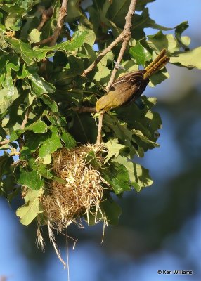 Orchard Oriole female feeding young at nest, Ft Gibson Lake, OK, 6-25-20, Jps_57737.jpg