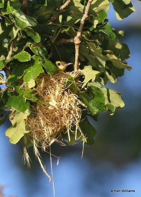 Orchard Oriole female on nest, Ft Gibson Lake, OK, 6-25-20, Jps_57738.jpg