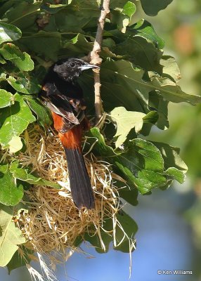 Orchard Oriole male feeding young at nest, Ft Gibson Lake, OK, 6-25-20, Jps_57765.jpg