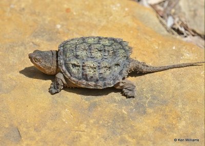 Snapping Turtle young, Rogers Co yard, OK, 7-1-20, Jps_58061.jpg