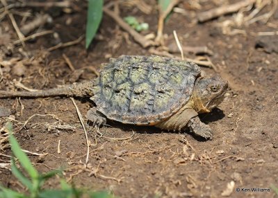 Snapping Turtle young, Rogers Co yard, OK, 7-1-20, Jps_58076.jpg