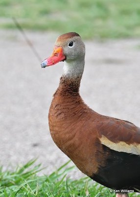 Black-bellied Whistling-Duck, Rogers County, OK, 7-16-20, Jps_58197.jpg