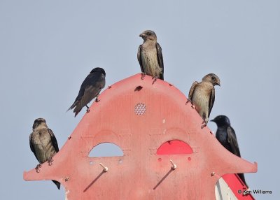 Purple Martins, Rogers County, OK, 7-21-20, Jps_58489.jpg