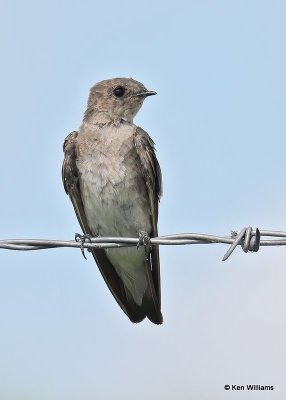 Northern Rough-winged Swallow, Wagoner Co, OK, 7-26-20, Jps_59053.jpg