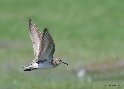 Least Sandpiper, Tulsa Co, OK, 7-30-20, Jps_59296.jpg