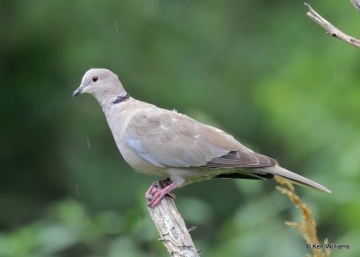 Eurasian Collared-Dove, Rogers Co. yard, OK, 8-7-20, Jps_59416.jpg