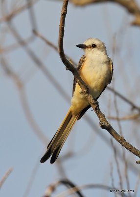 Scissor-tailed Flycatcher, Tulsa Co, OK, 8-12-20, Jps_59519.jpg