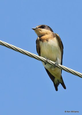 Barn Swallow juvenile, Tulsa Co, OK, 8-14-20, Jps_60077.jpg