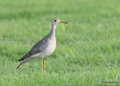 Upland Sandpiper juvenile, Wagoner Co, OK, 8-14-20, Jps_59781.jpg