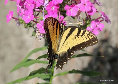 Eastern Tiger Swallowtail, Rogers Co yard, OK, 8-16-20, Jps_60259.jpg