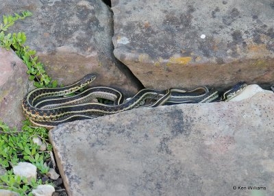 Common Gartersnake, Rogers Co yard, OK, 9-30-20, Jps_62220.jpg