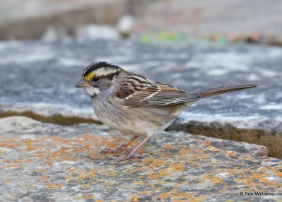 White-throated Sparrow, Rogers Co yard, OK, 10-17-20, Jps_63178.jpg