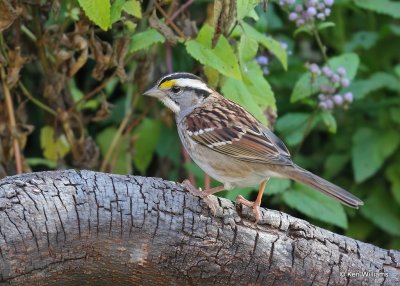 White-throated Sparrow, Rogers Co yard, OK, 10-17-20, Jps_63181.jpg