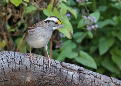 White-throated Sparrow, Rogers Co yard, OK, 10-17-20, Jps_63183.jpg