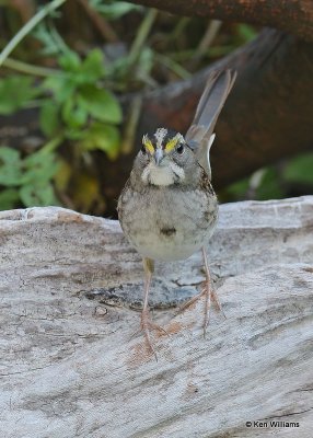 White-throated Sparrow, Rogers Co yard, OK, 10-17-20, Jps_63274.jpg