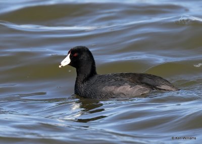 American Coot, Hefner Lake. OK, 11-11-20, Jps_64114.jpg