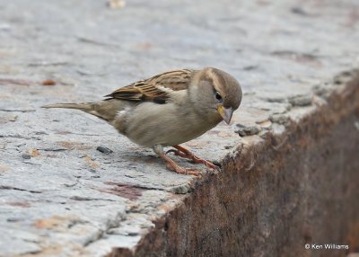 House Sparrow female, Rogers Co yard, OK, 11-25-20, Jps_64694.jpg