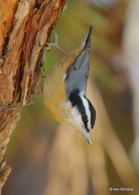 Red-breasted Nuthatch, below Keystone Lake, OK, 11-12-20, Jps_64432.jpg