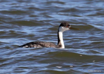 Western Grebe nonbreeding plumage, Hefner Lake, OK, 11-11-20, Jps_63994.jpg