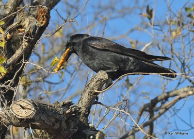 American Crow, Hefner Lake, OK, 11-30-20, Jps_64869.jpg