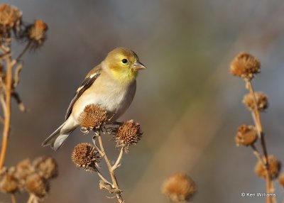 American Goldfinch, Hefner Lake, OK, 11-30-20, Jpa_64889.jpg
