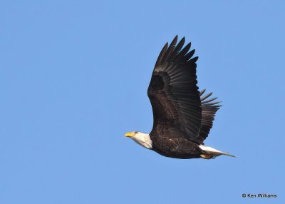Bald Eagle adult, below Pensacola Dam, OK, 12-4-20, Jps_65433.jpg