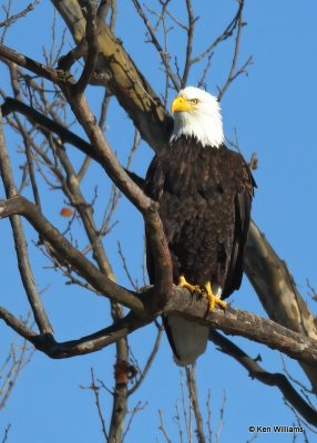 Bald Eagle adult, below Pensacola Dam, OK, 12-4-20, Jps_65845.jpg