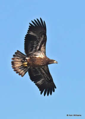 Bald Eagle, 2nd year, below Pensacola Dam, OK, 12-4-20, Jpa_65454.jpg
