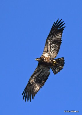 Bald Eagle, 2nd year, below Pensacola Dam, OK, 12-4-20, Jpa_65769.jpg