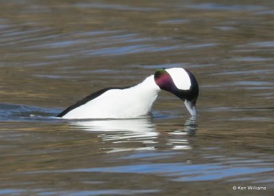 Bufflehead male, Hefner Lake, OK, 11-30-20, Jps_65115.jpg