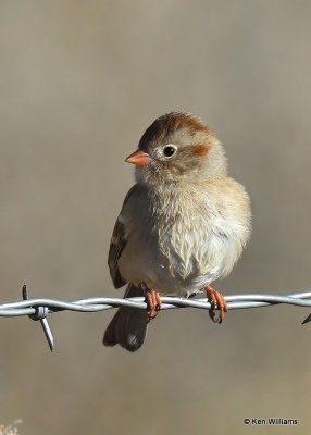 Field Sparrow, Sooner Lake, Ok, 12-7-20, Jps_66280.jpg