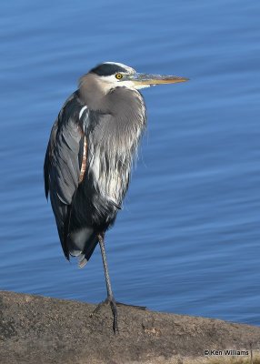 Great Blue Heron, Hefner Lake, OK, 11-30-20, Jps_65183.jpg