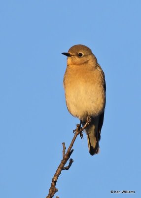 Mountian Bluebird female, Sooner Lake, Ok, 12-7-20, Jps_66177.jpg