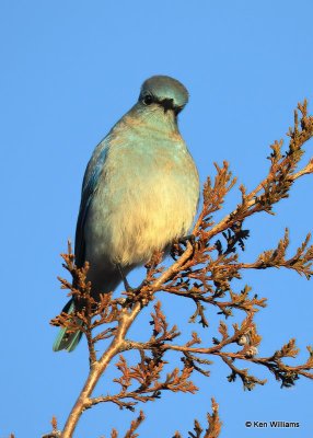 Mountian Bluebird male, Sooner Lake, Ok, 12-7-20, Jpa_66182.jpg