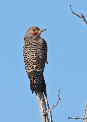 Northern Flicker red-shafted male, Woodward Co, OK, 12-5-20, Jps_65941.jpg