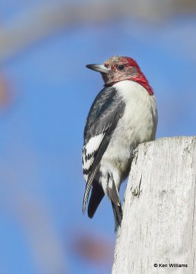 Red-headed Woodpecker transitional to 2nd year, below Pensacola Dam, OK, 12-4-20, Jps_65784.jpg
